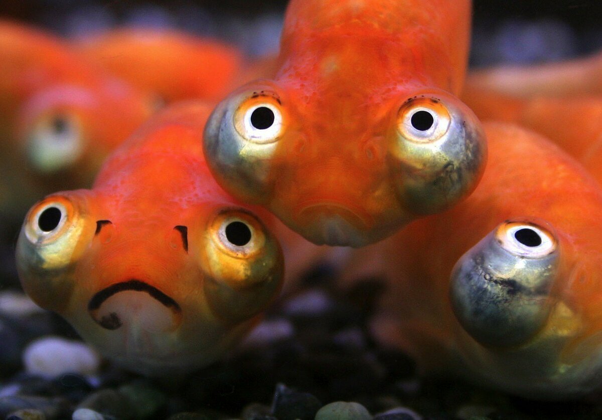 Сомик анциструс туберкулез