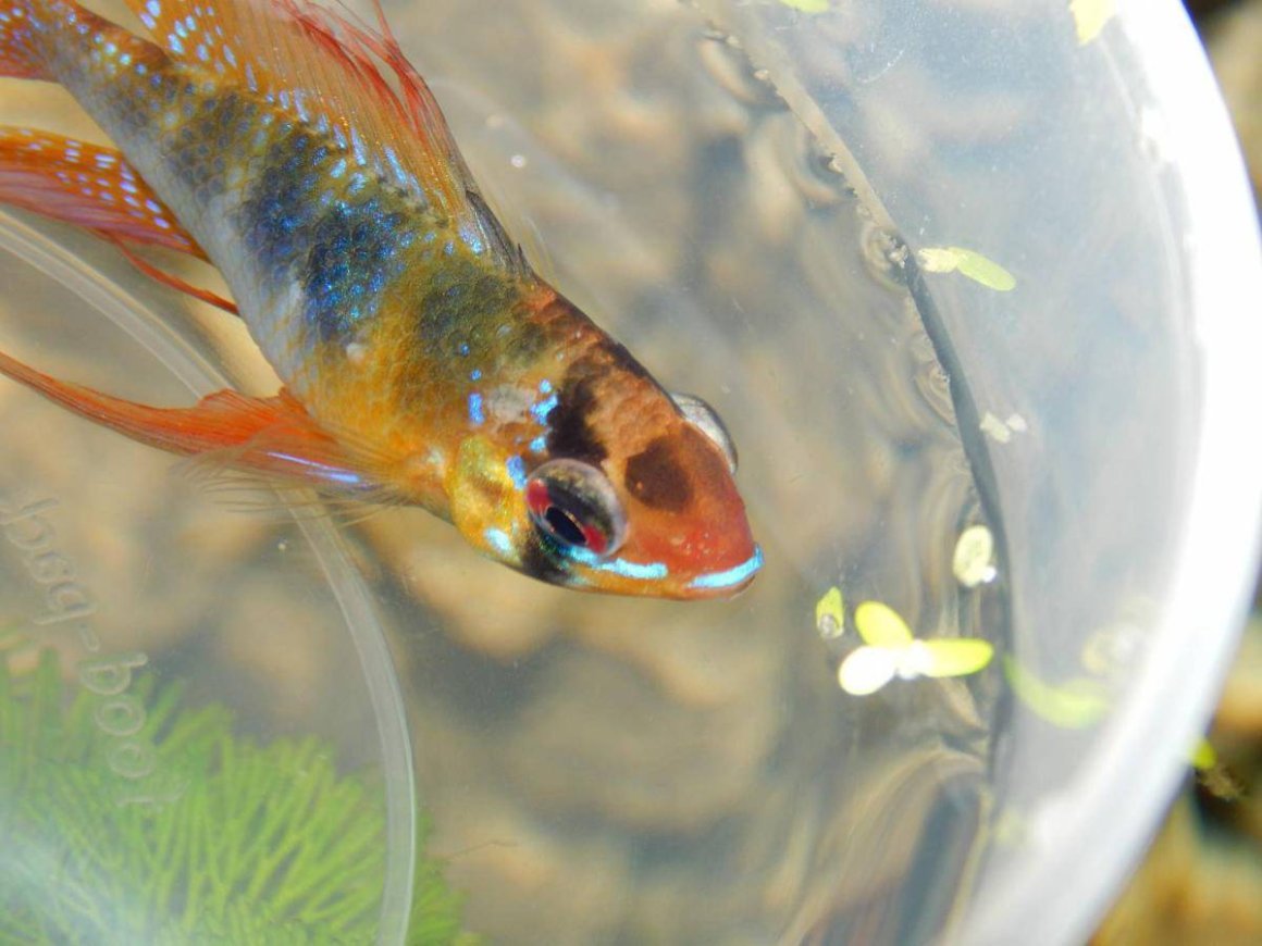Пучеглазие у гуппи