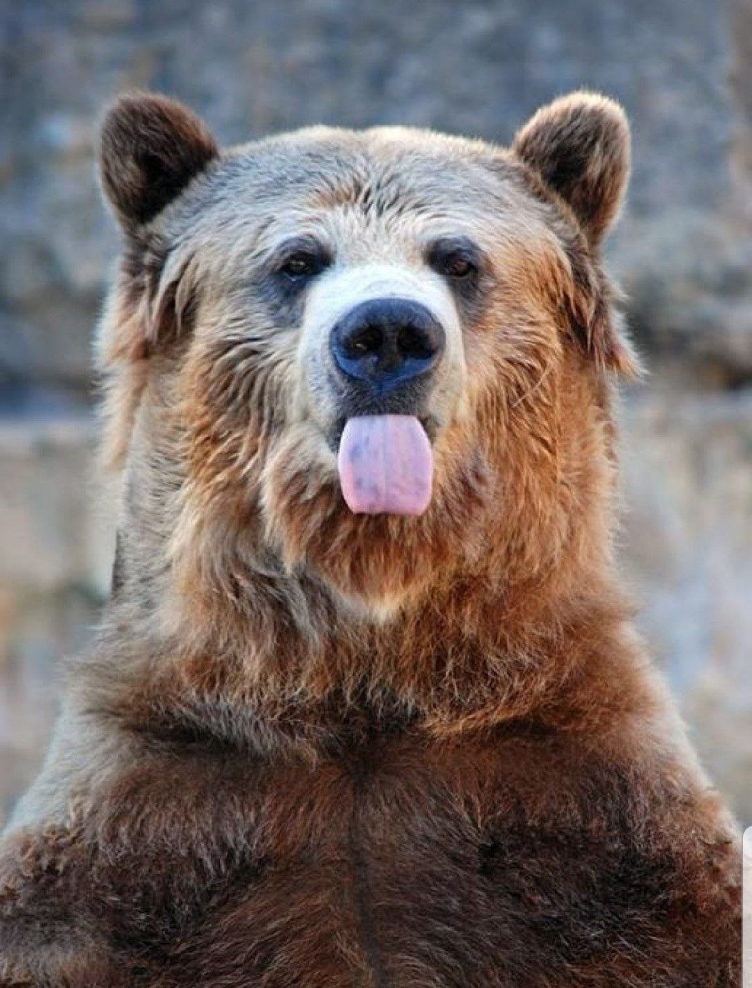 Забавные медведи. Медведь Гризли. Медведь Гризли с медвежатами. Гризли североамериканский бурый медведь. Прикольный медведь.