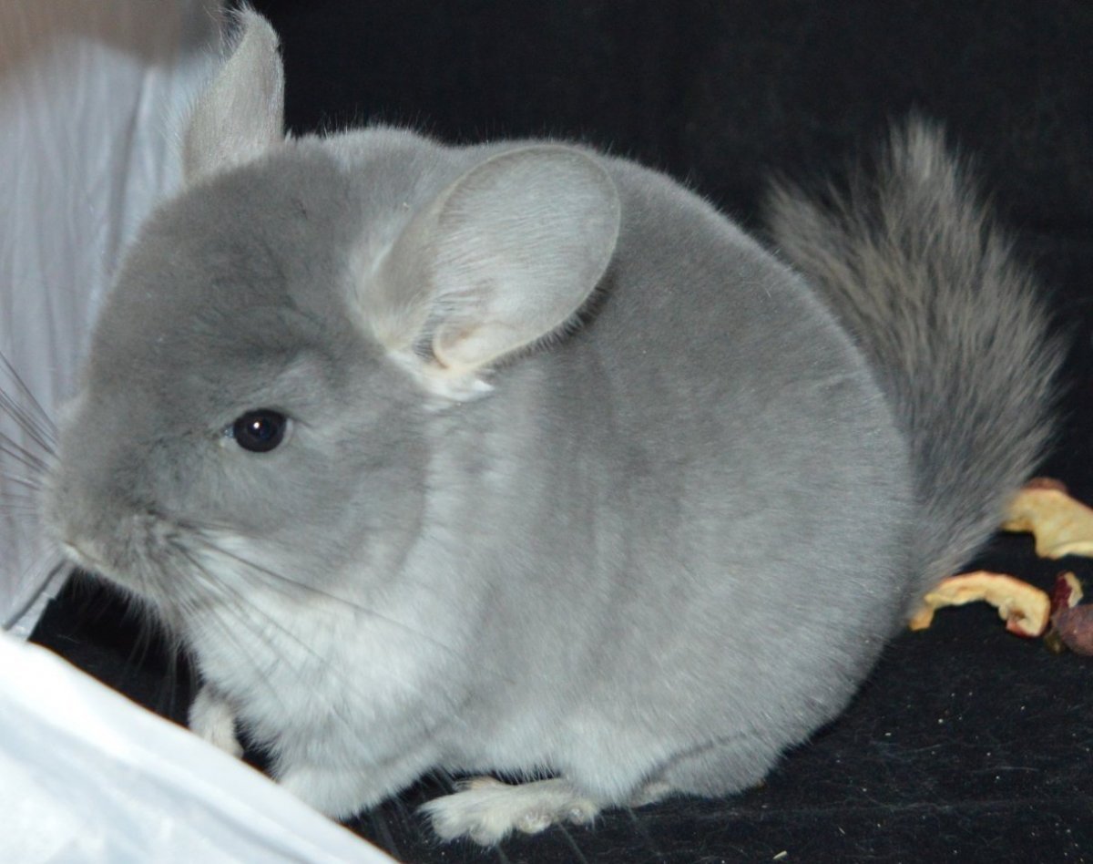 Шиншилла агути