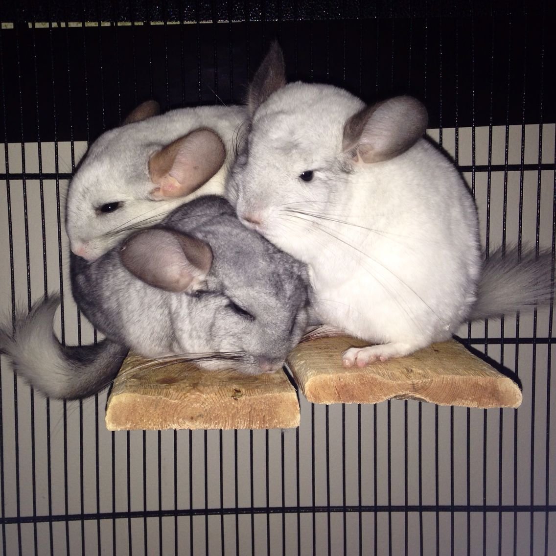 Тату шиншилла