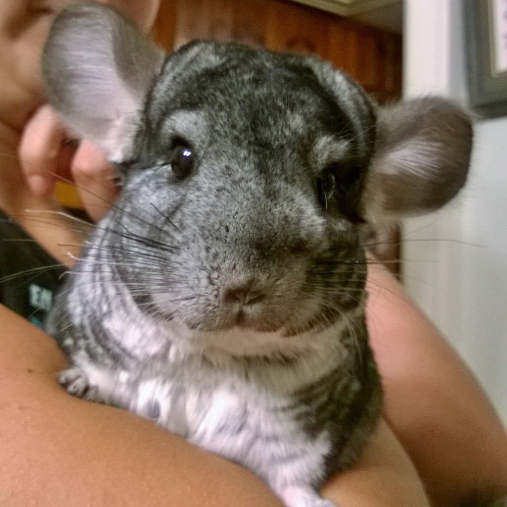 Кудрявая шиншилла