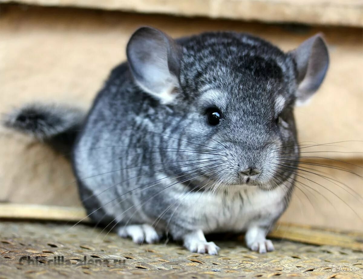 Шиншилла стандарт