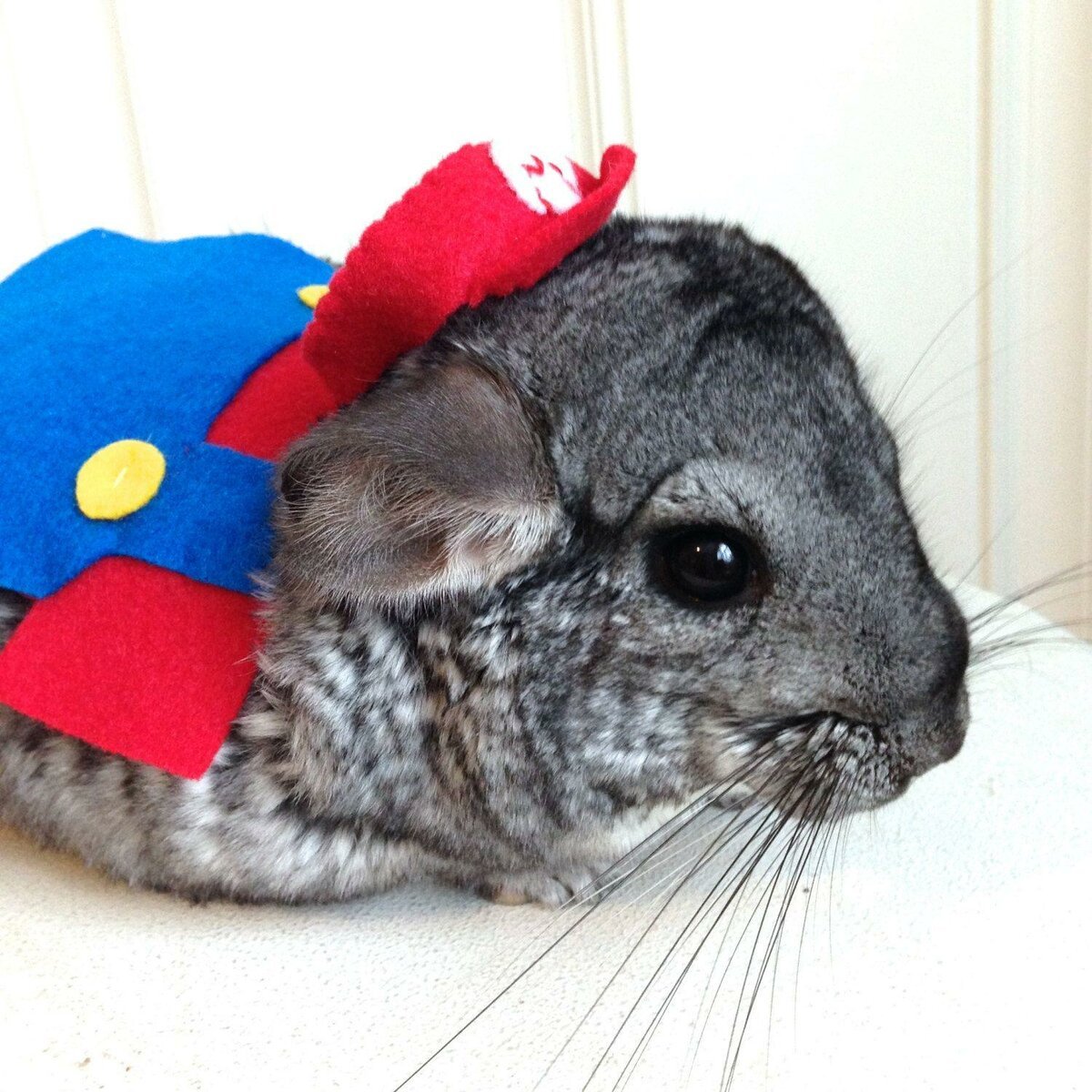 Окрасы шиншилл