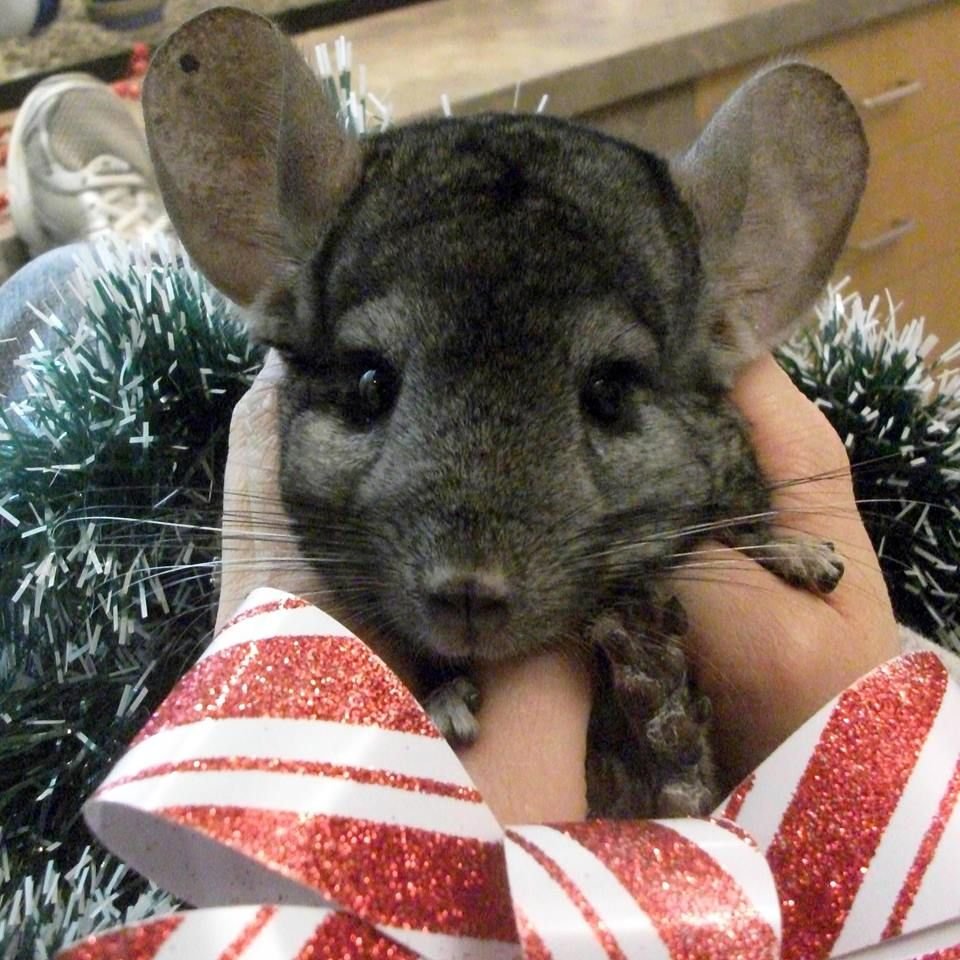 Карликовая шиншилла