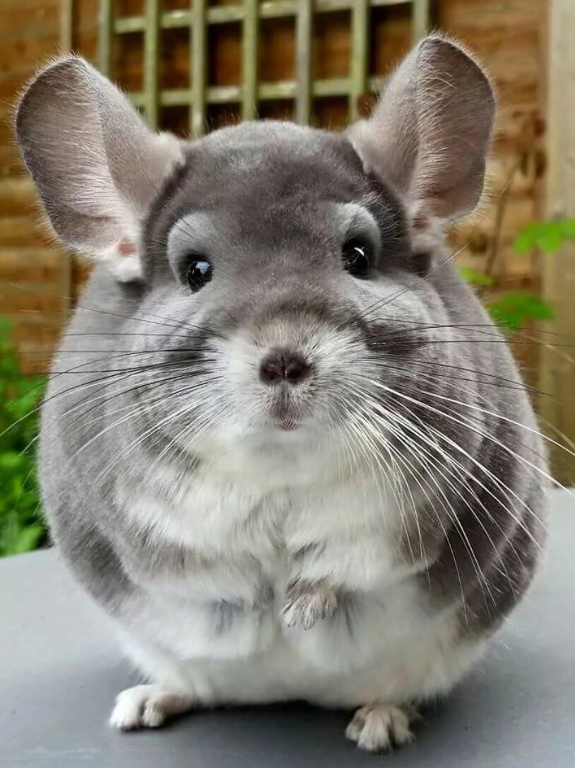 Шиншилла стандарт