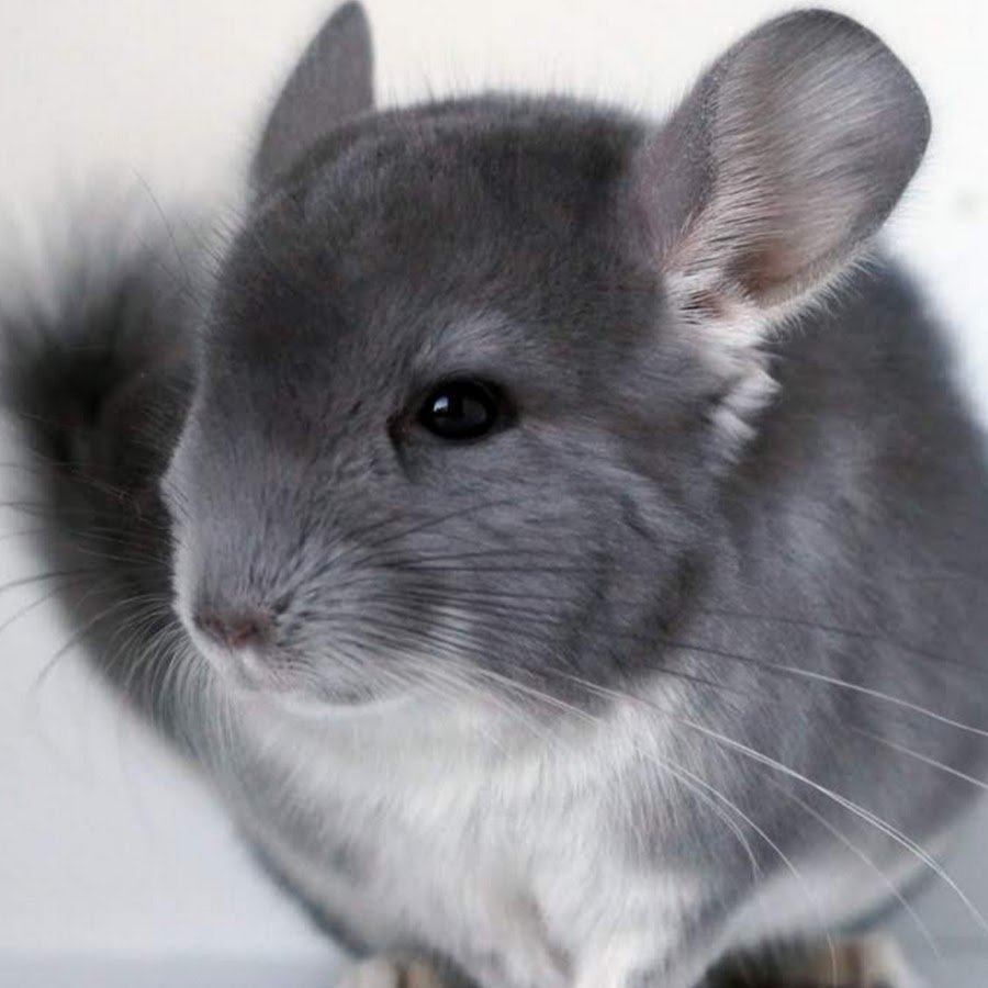 Шиншилла Тамара