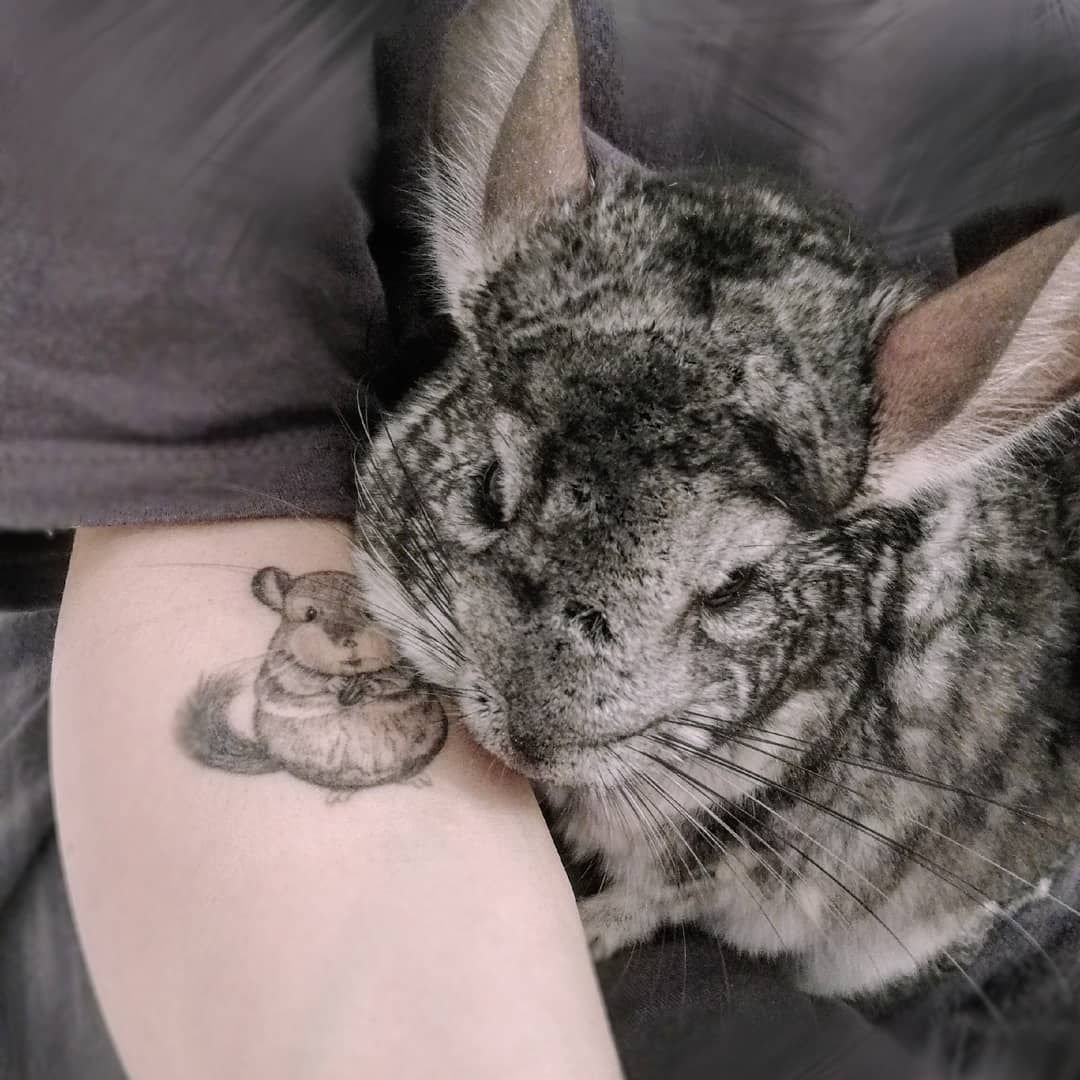 Длиннохвостая шиншилла