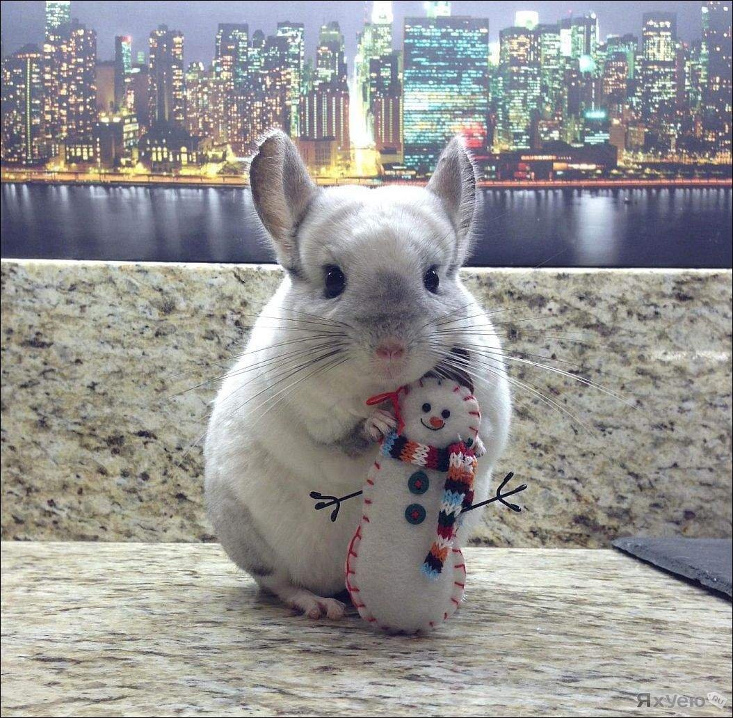 Шиншилла сфинкс