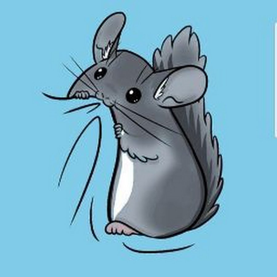 Шиншилла агути