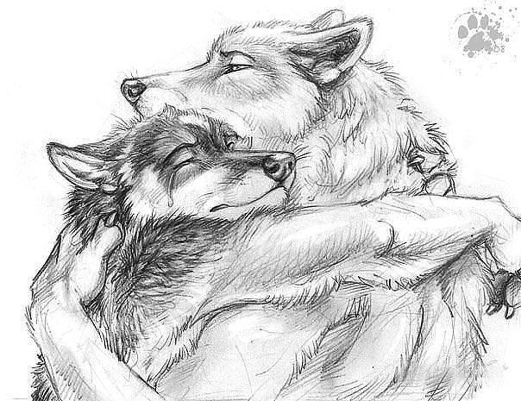 Волк облизывает