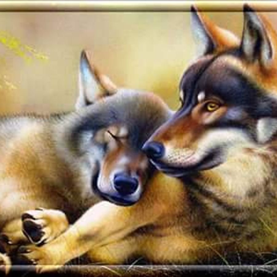 Волки любовь