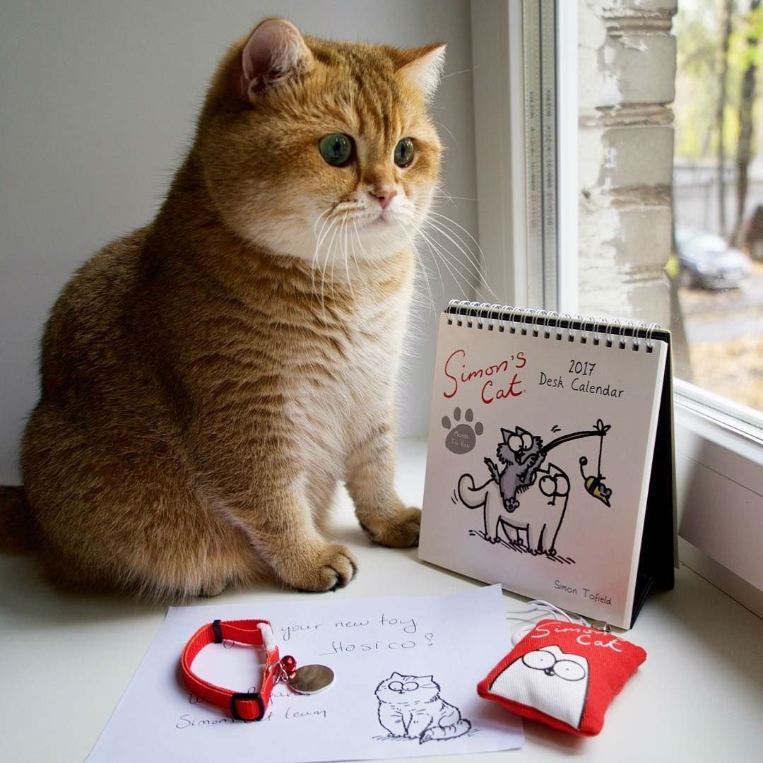 Кот Хосико Инстаграмм