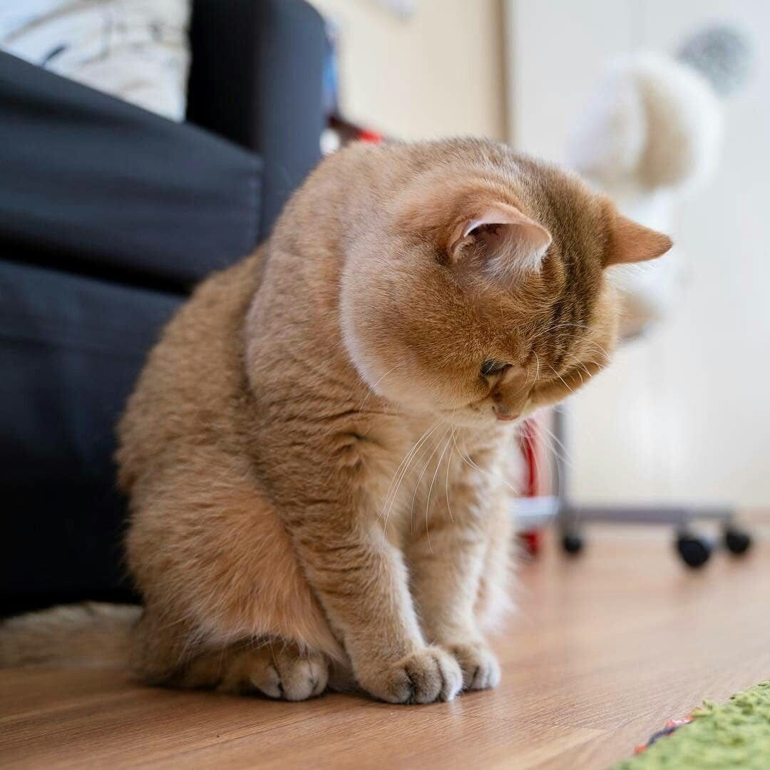 Хосико котенок