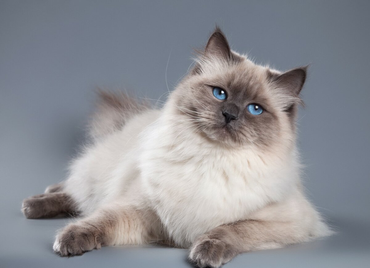 Невская маскарадная кошка