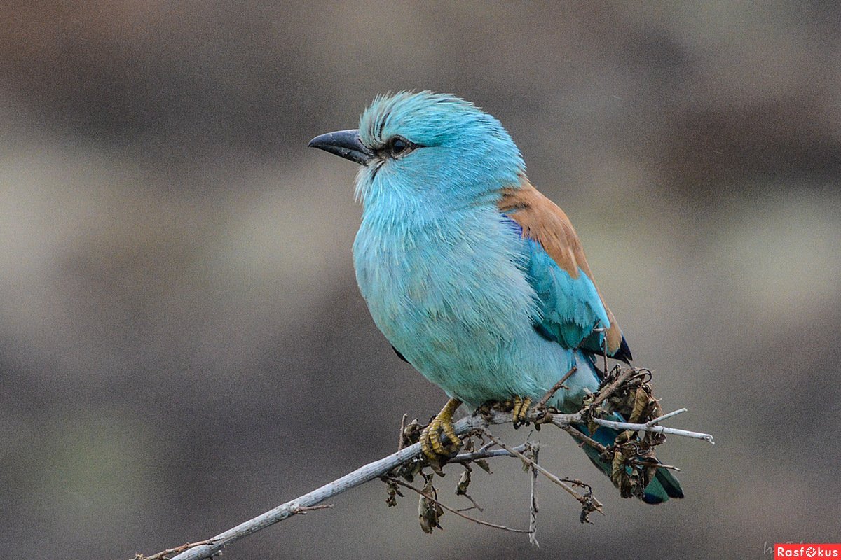Абиссинская сизоворонка
