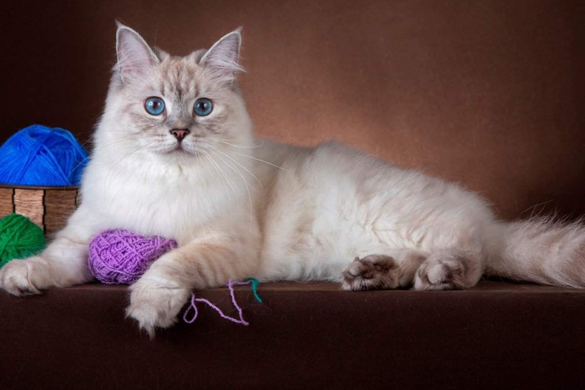 Рэгдолл и Невская маскарадная