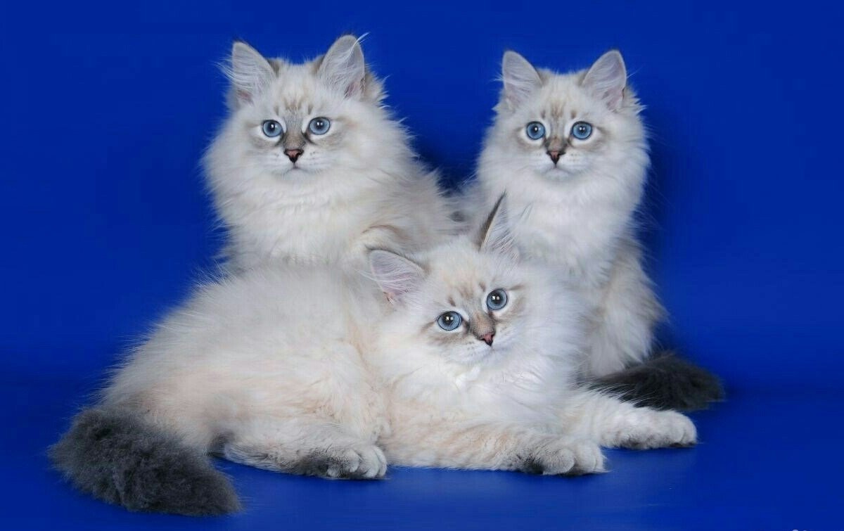 Невская маскарадная кот