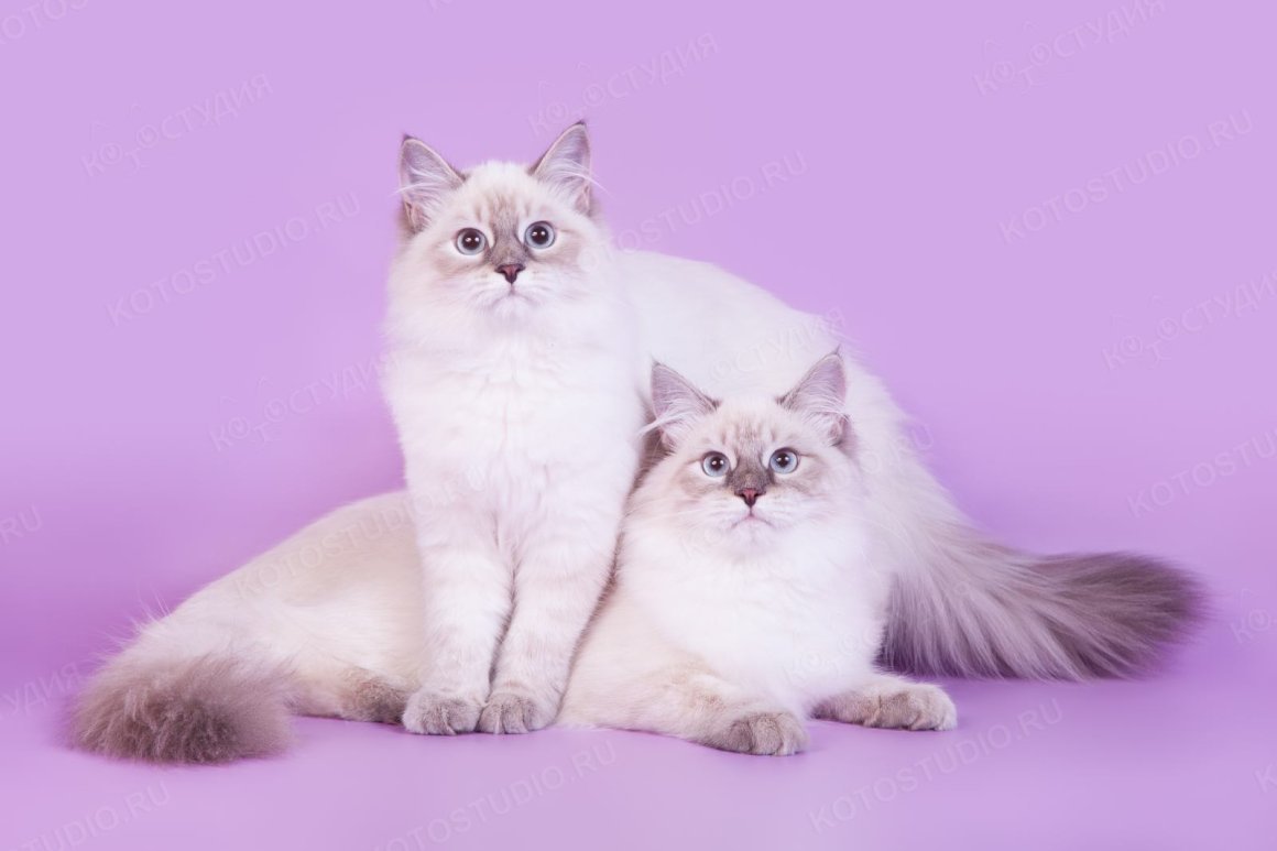 Невская маскарадная кошка серая