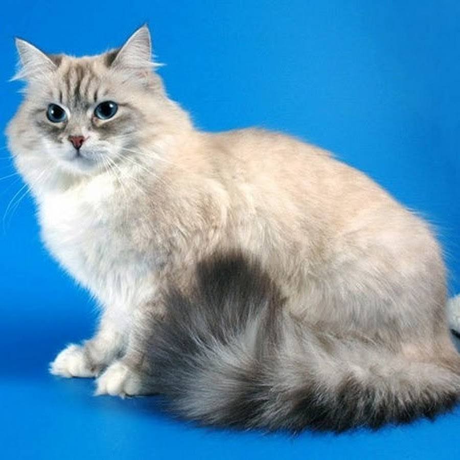 Невская маскарадная кошка