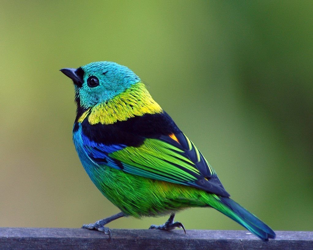 Зеленоголовая танагра