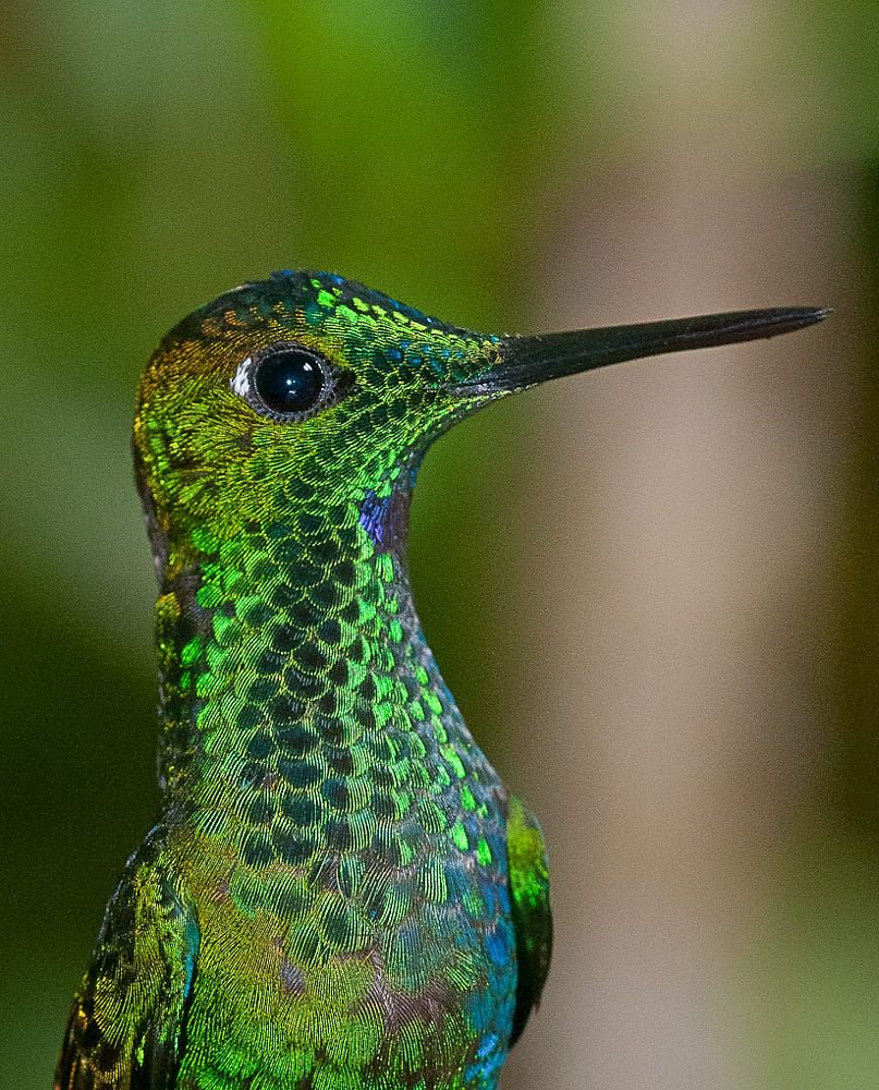 Колибри (подотряд)