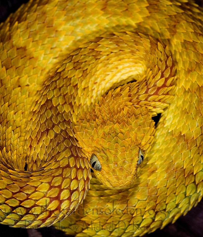 АТЕРИС сквамигера