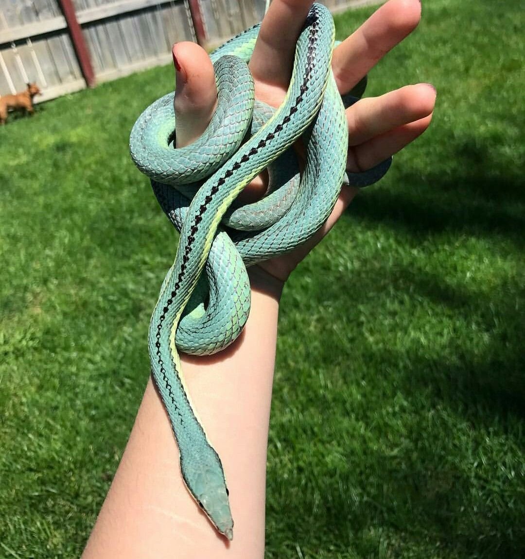 Змеи Пинтерест