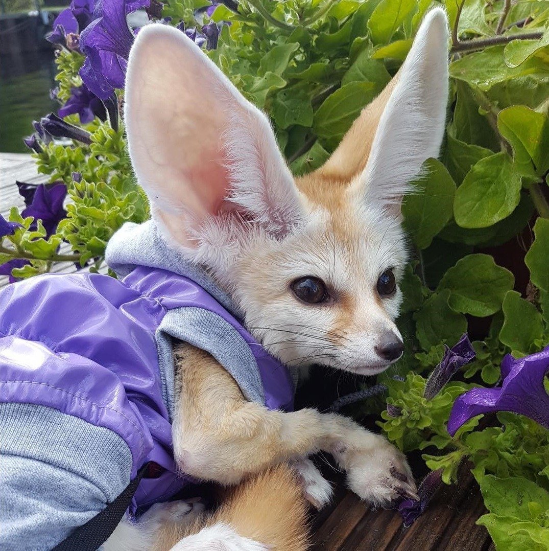 Ушастый фенек