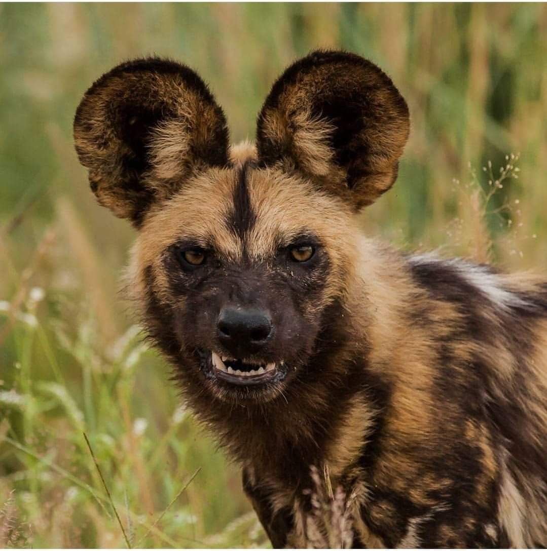 Гиеновидная гиена