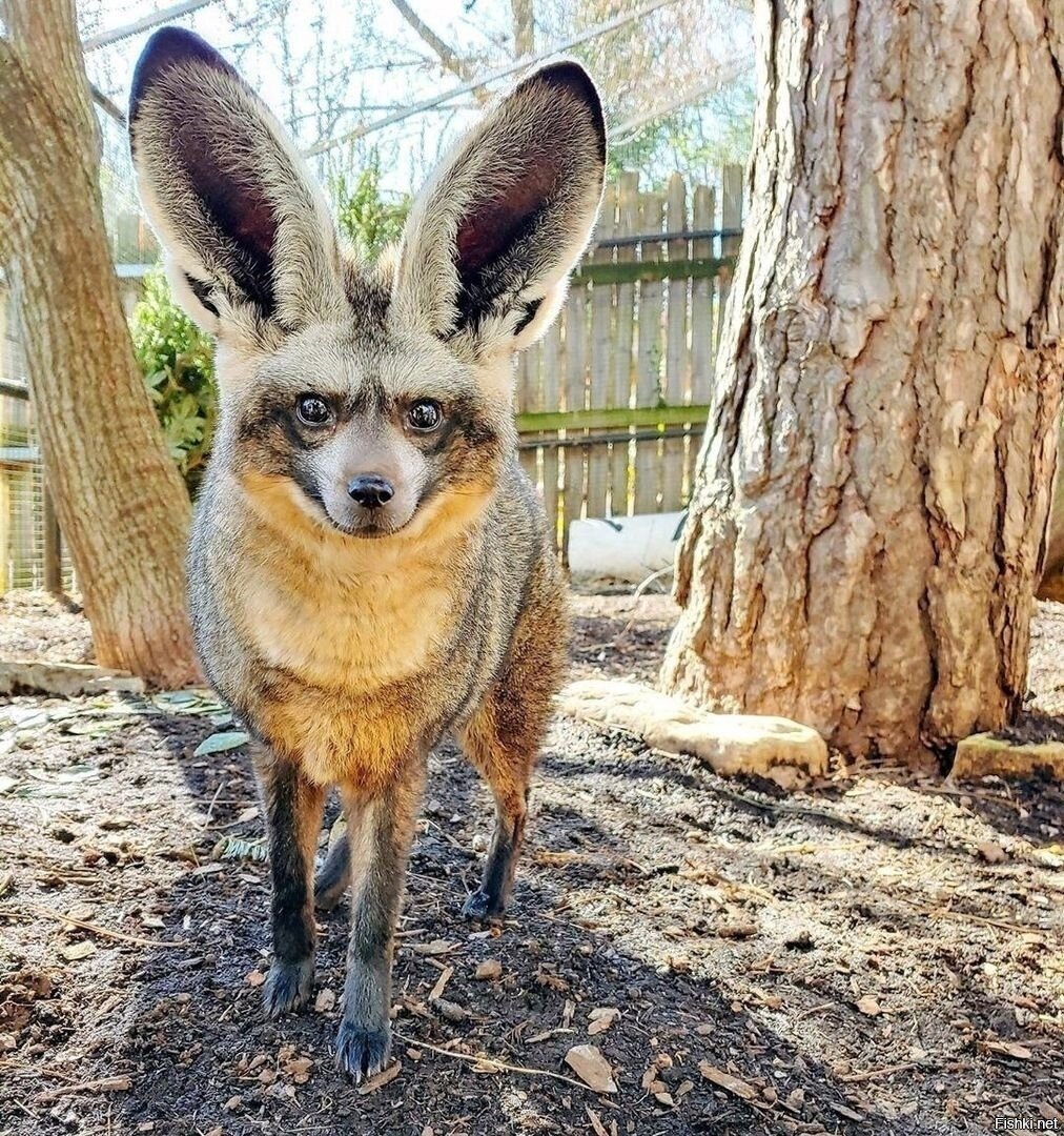 Южноафриканская большеухая лисица