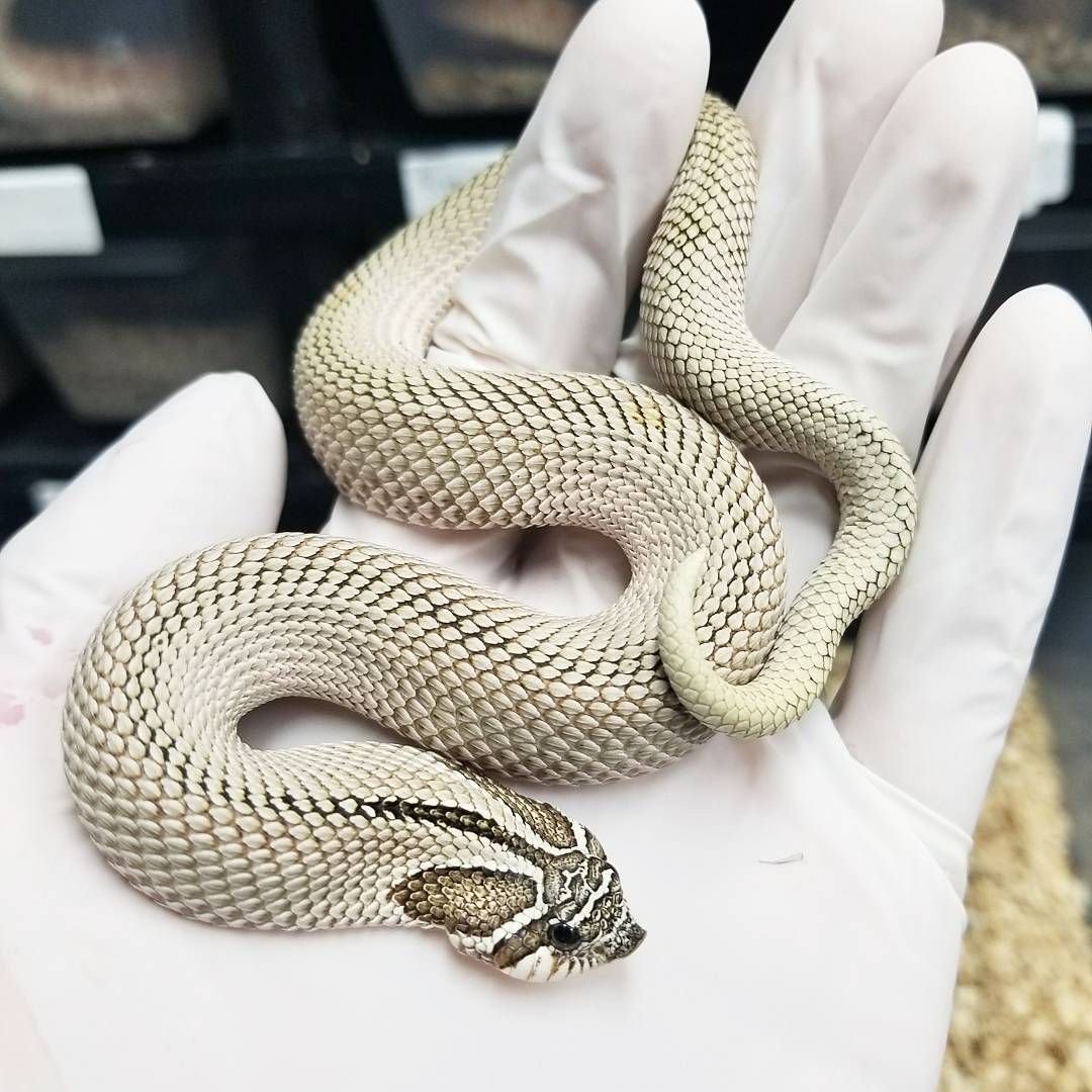 Винная змея альбинос