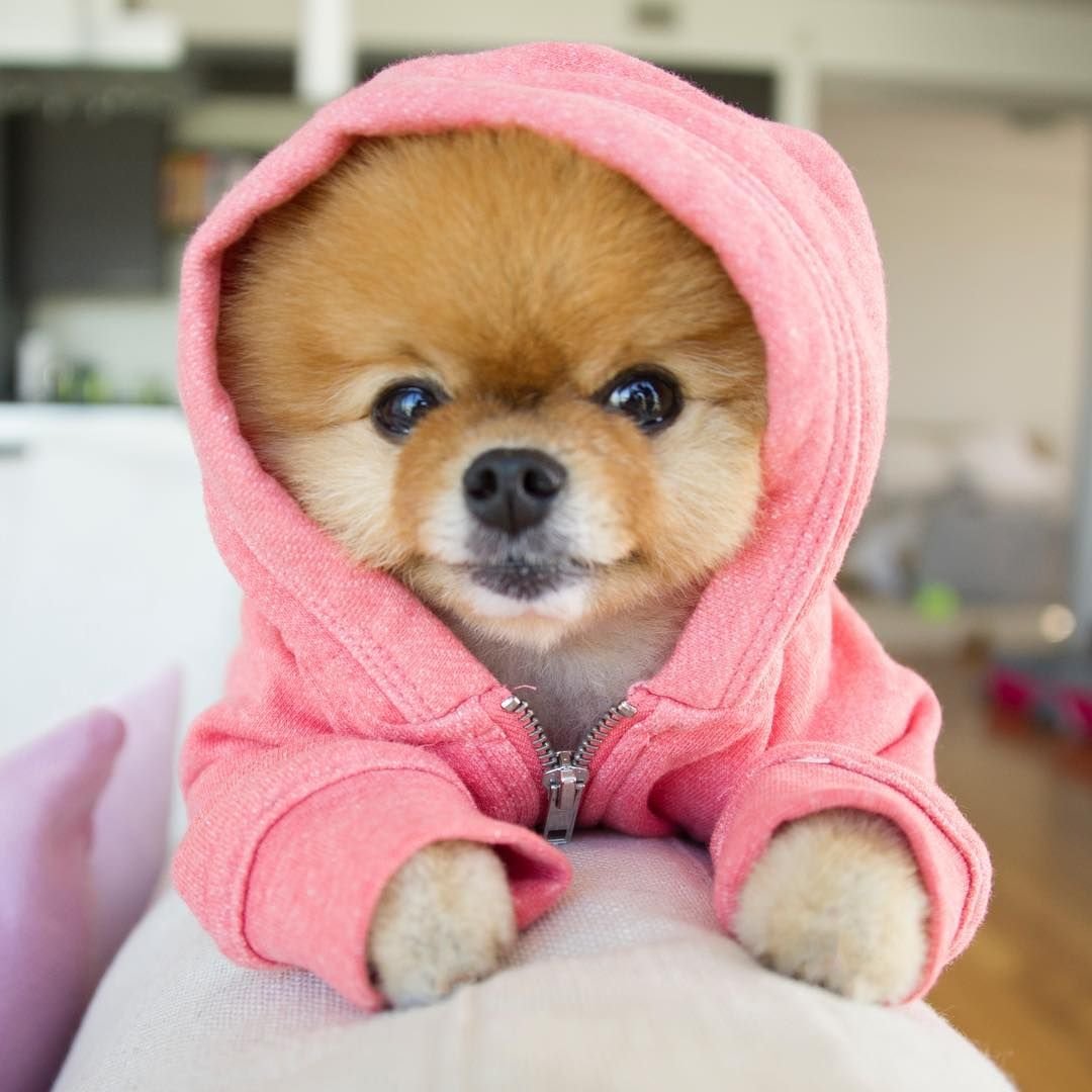 Померанский шпиц Boo