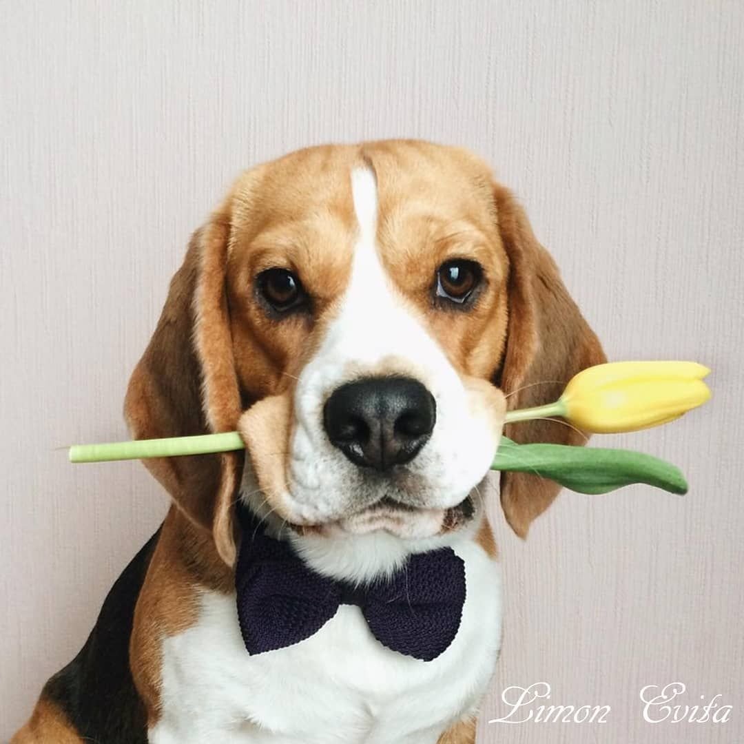 Карликовая лиса фенек