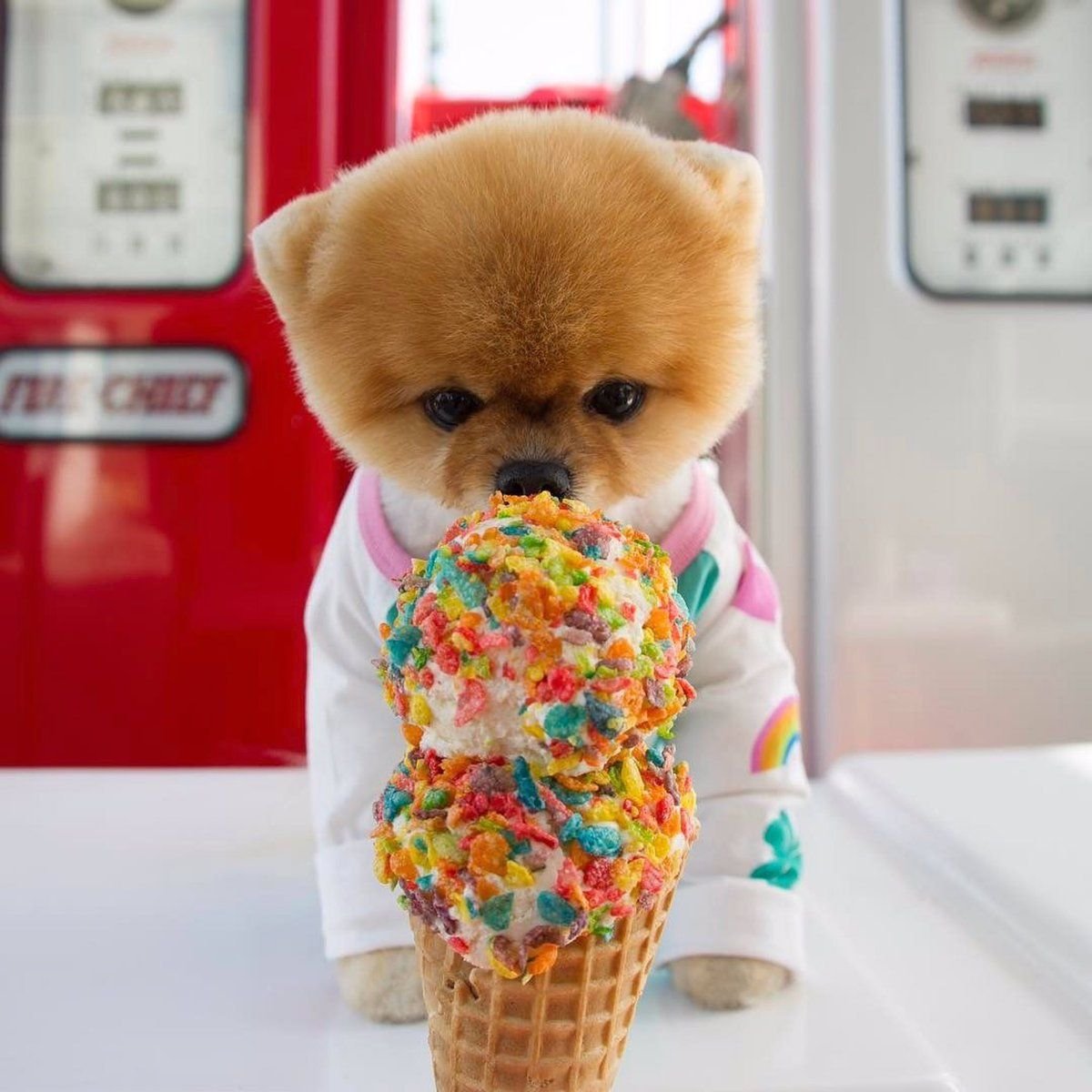 Шпиц jiffpom