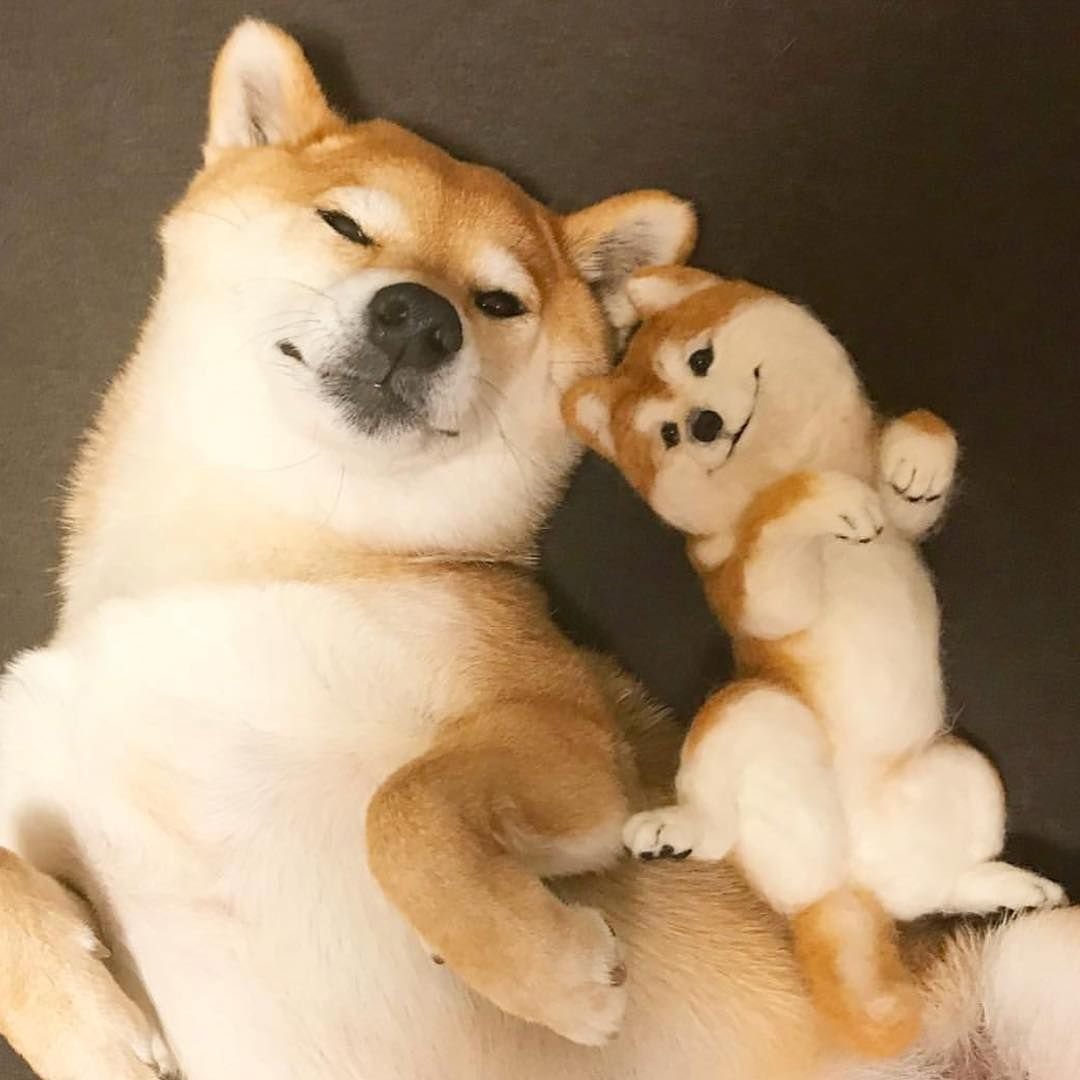 Сиба ину и Мопс