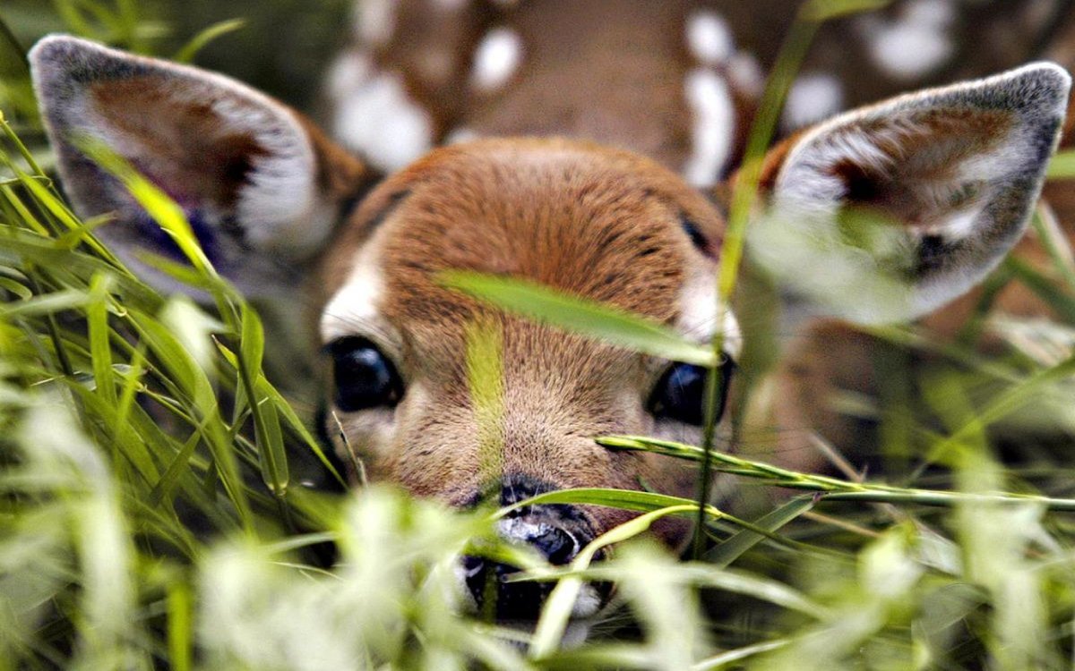 Олененок в траве
