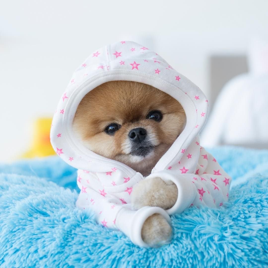 Померанский шпиц jiffpom белый