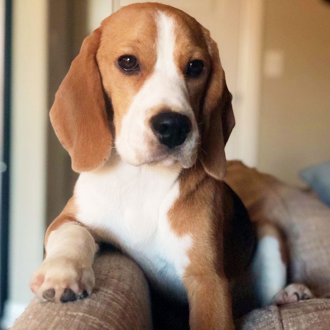 Бигль терьер гладкошерстный