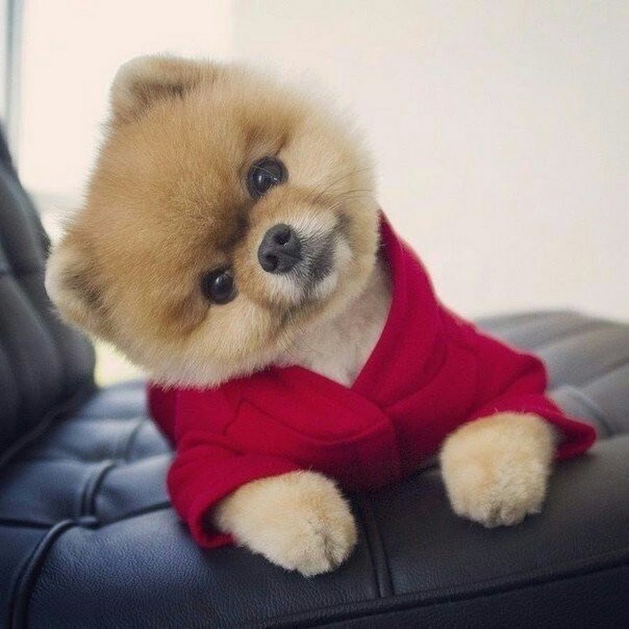 Померанский шпиц плюшевый