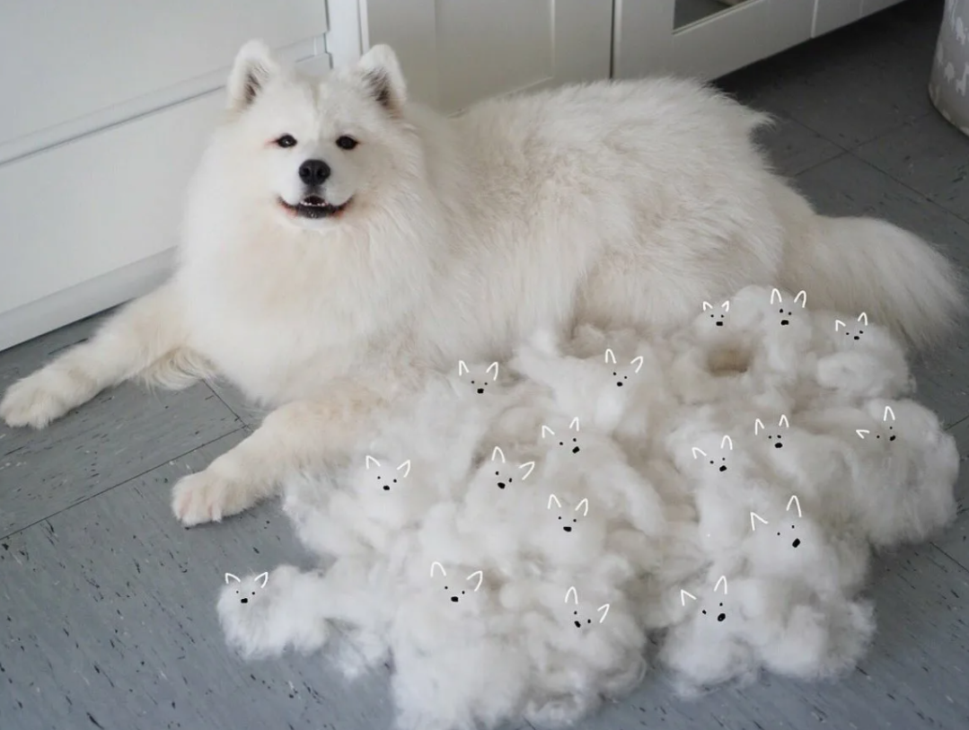 Белая лайка самоед