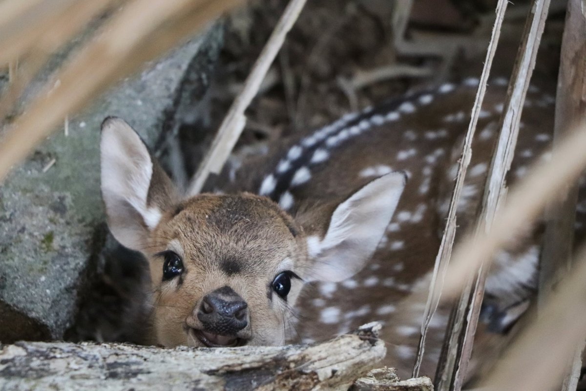 Неблюй Олененок