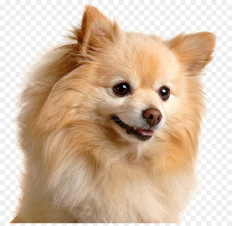 Померанский шпиц и чихуахуа