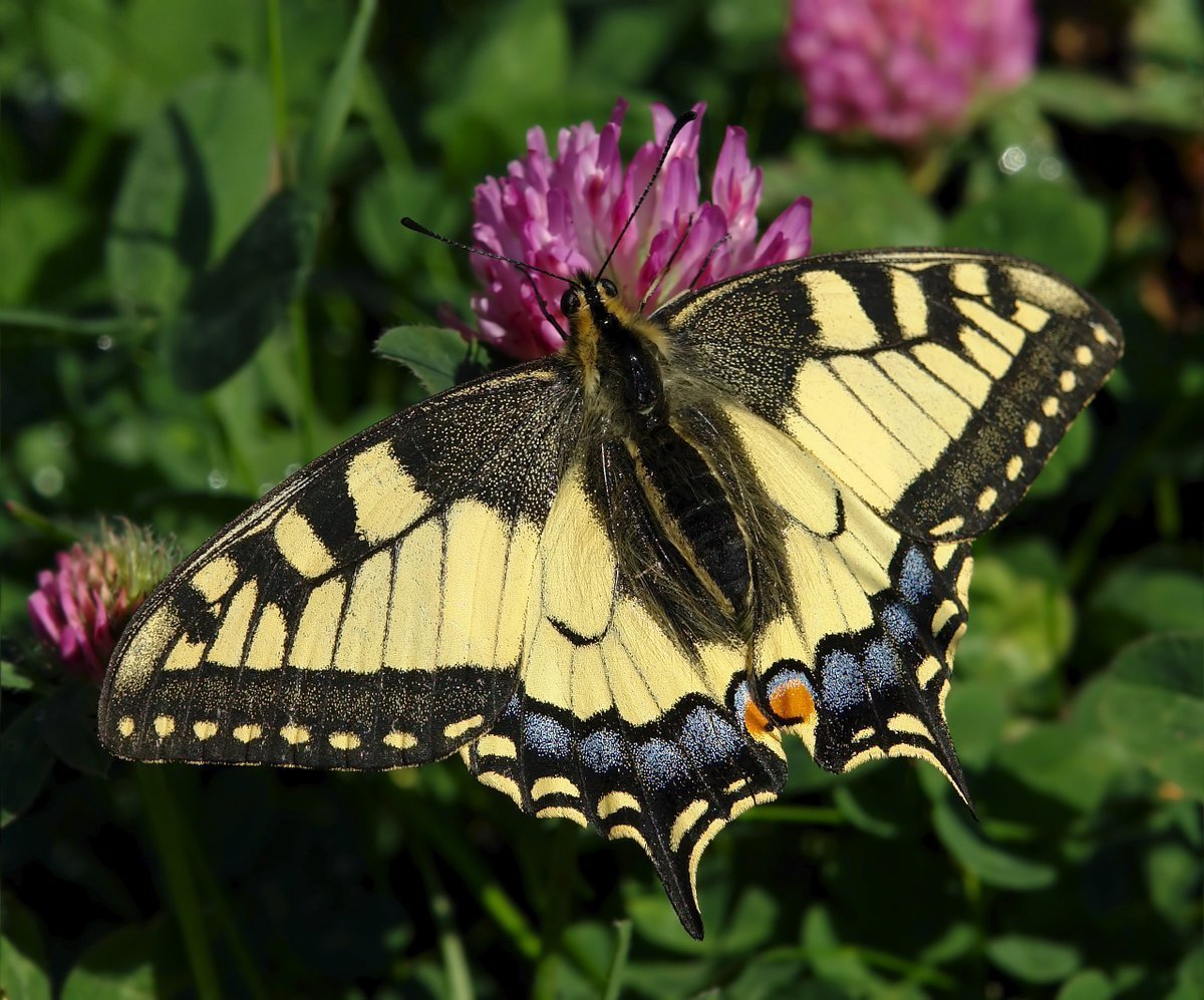 Бабочка Махаон (Papilio Machaon)