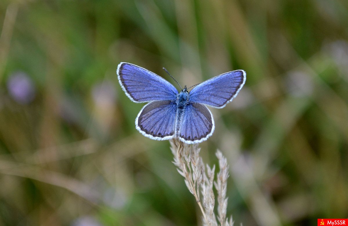 Бабочка Нимфалида