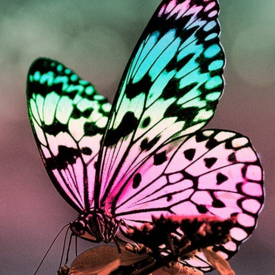 Бабочка Шоколадница и павлиний глаз