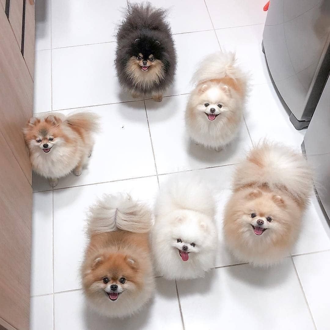 Шпиц померанский морда