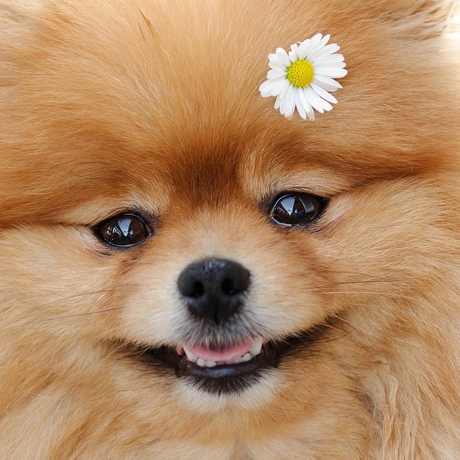 Померанский шпиц черно белый