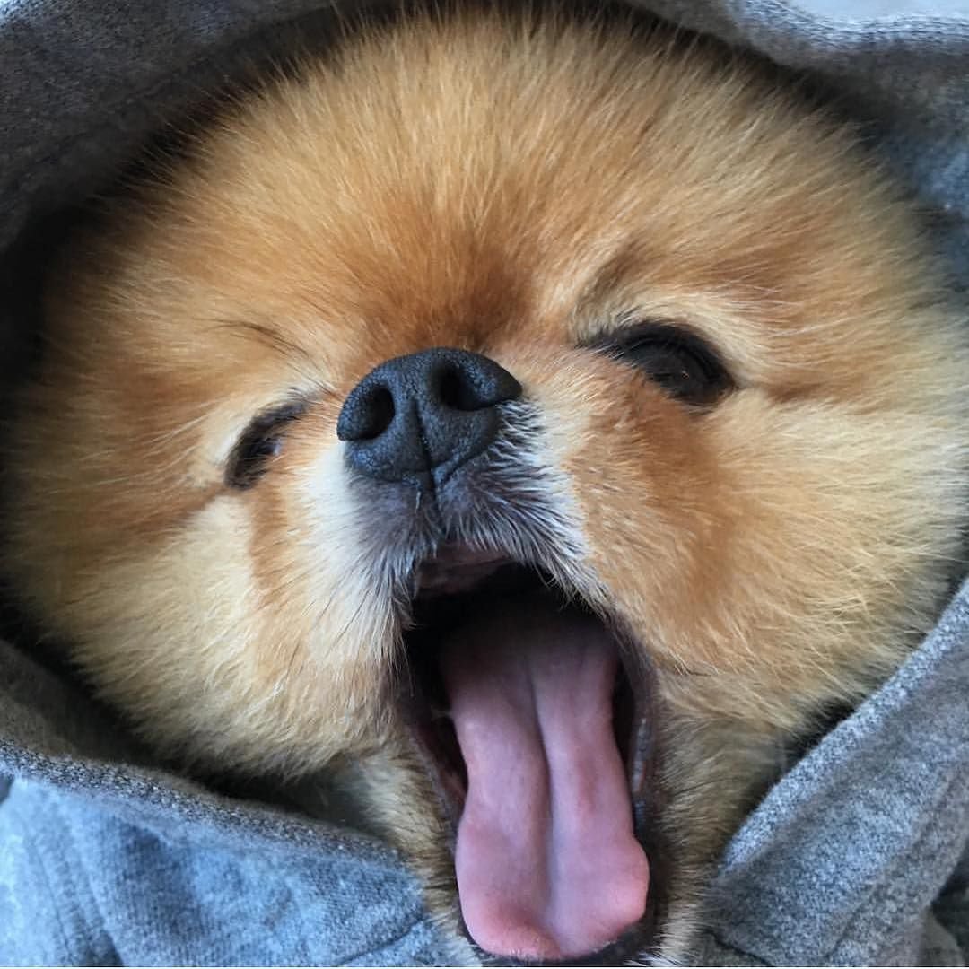 Маленькие пушистые