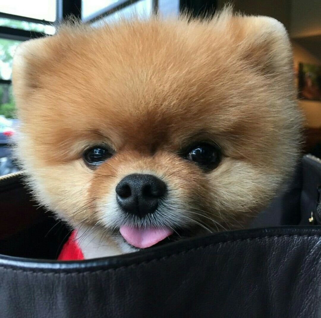 Круглая мордочка у шпицов Лис